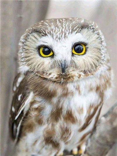 5D Diamond Embroid Owl Painting