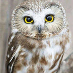 5D Diamond Embroid Owl Painting