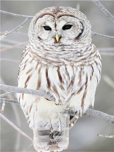 5D Diamond Embroid Owl Painting