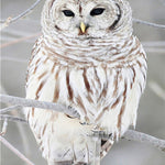 5D Diamond Embroid Owl Painting