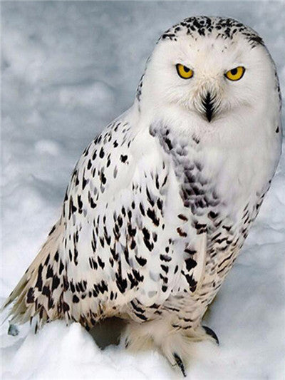 5D Diamond Embroid Owl Painting