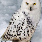 5D Diamond Embroid Owl Painting